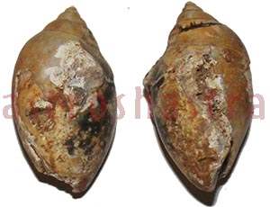 Heera Shankh 0241 38